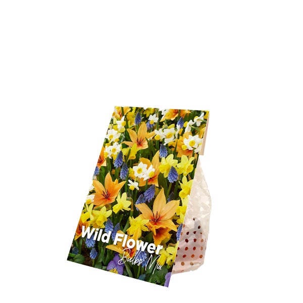 Bloomique - Mischung aus 50 - Wildblumen-Mischung - Mischung aus 4 Arten - Blumenzwiebeln - Frühlingsblüte - mehrjährige Pflanzen - wird bis zu 10 bis 25 cm groß