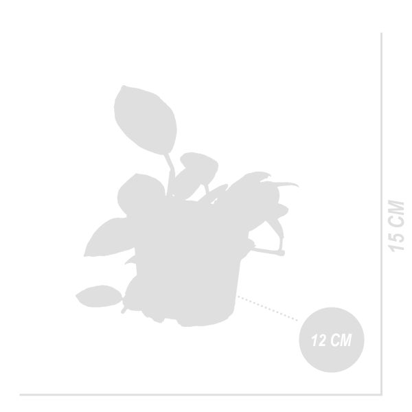 Bloomique - 2er-Set - Hoya Flamingo - Wachsblume - Hängepflanze - Zimmerpflanzen - Pflegeleicht - 15-20 cm hoch - Topf 12 cm