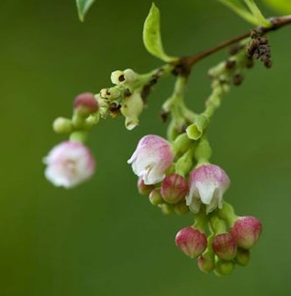 Nahaufnahme von Zweigen mit Blütenknospen