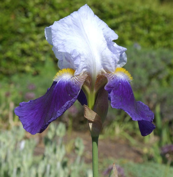 Nahaufnahme einer Schwertlilienblüte