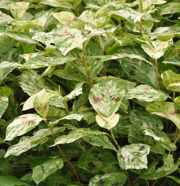 Bunter Knöterich mit marmorierten Blättern.