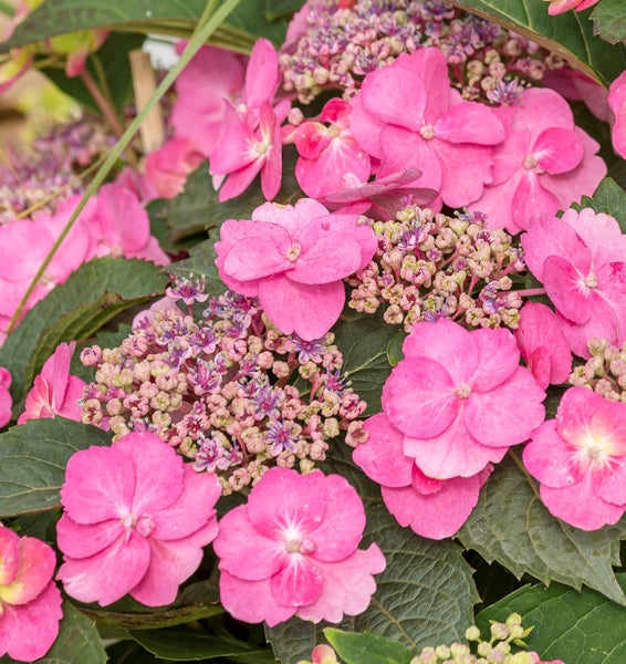 Nahaufnahme der rosa Hortensienblüten mit grünen Blättern