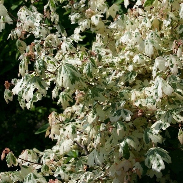 Ahornbaum mit Blättern