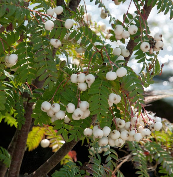 Weißfrüchtiger Speierling mit Blättern