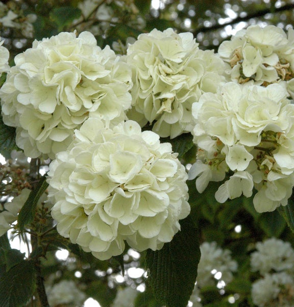 Blütenstand des Schneeballs im Detail