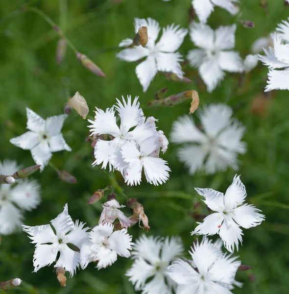 Nahaufnahme von weißen Heidenelkenblüten