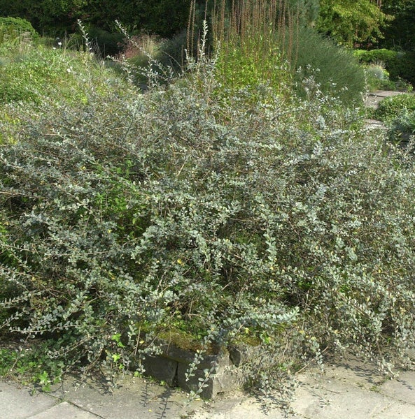 Dicht wachsender, immergrüner Olivenweidenbusch im Garten