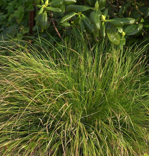 Büschel von Ziergras im Garten