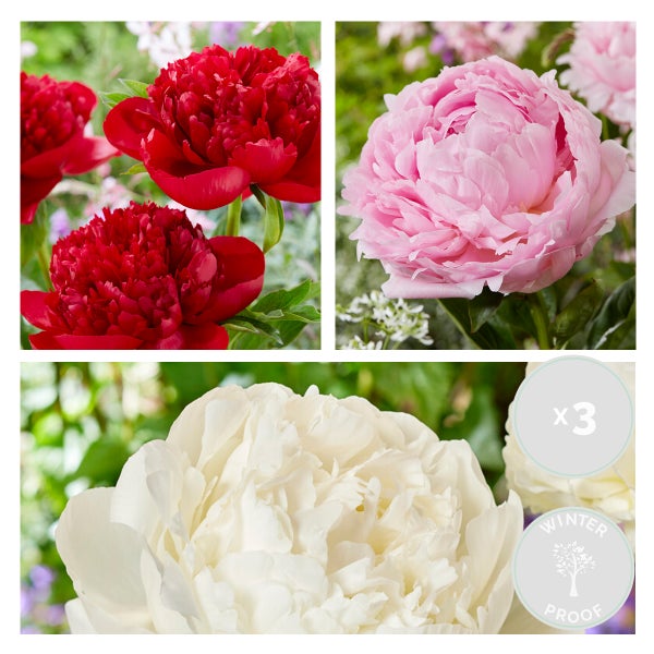 3x Paeonia Mix – Pfingstrose – Strauch – Winterhart – ⌀09 cm - ↕15-20 cm