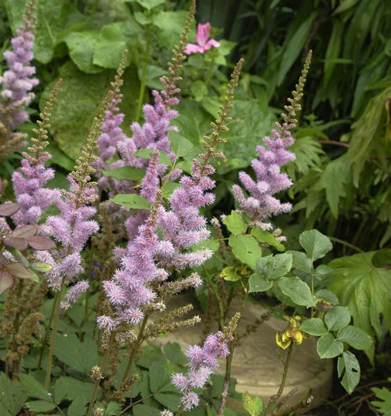Astilbe Pflanze mit Blütenständen im Garten.