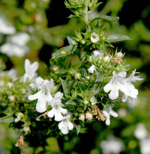 Buchsbaumblättriger Ysop mit weißen Blüten