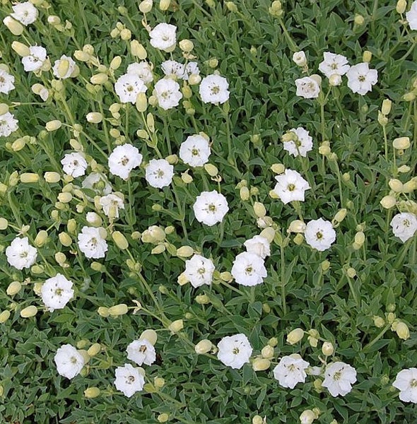 Blick auf das Blaukissen mit seinen weißen Blüten