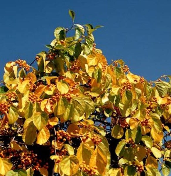 Baum mit gelben Blättern und Beeren vor blauem Himmel