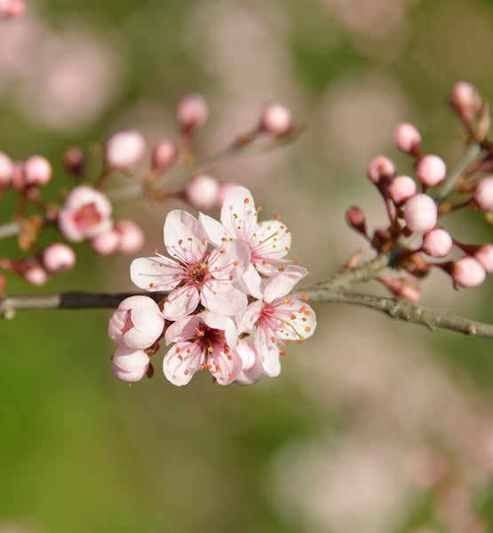 Nahaufnahme von rosa blühenden Kirschbaumzweigen.