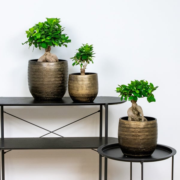 Bloomique - 2er Set - Ficus Ginseng - Bonsai Baum - Zimmerpflanzen - Pflegeleicht - Luftreinigend - Höhe 20-30 cm - Topf 12 cm