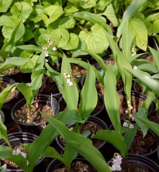 Maiglöckchen Pflanzen in Töpfen