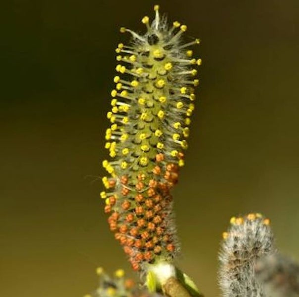 Nahaufnahme einer blühenden Weidenkätzchen-Rispe