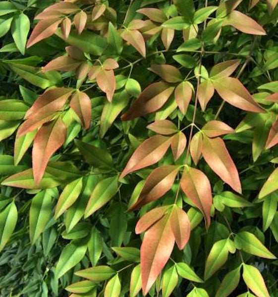 Nahaufnahme von Himmelsbambusblättern.