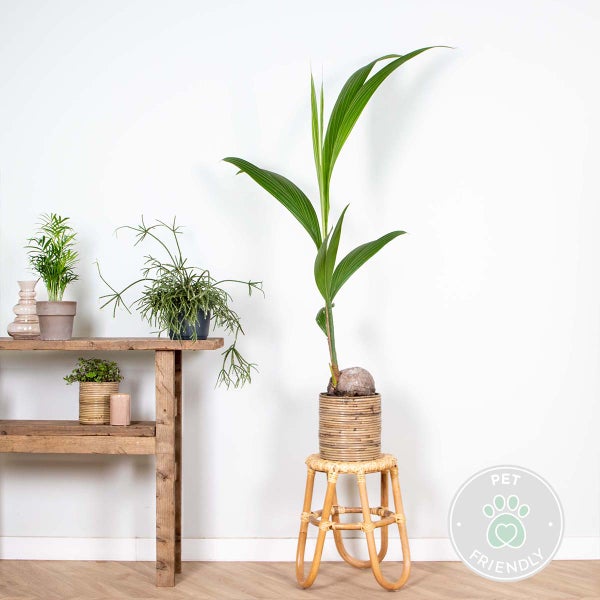 Bloomique - Cocos Nucifera - Kokospalme - Zimmerpflanzen Groß - Pflegeleicht - Haustierfreundlich - Höhe 100-120 cm - Topf 19 cm