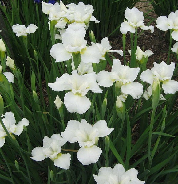 Nahaufnahme von weißen Schwertlilien im Garten