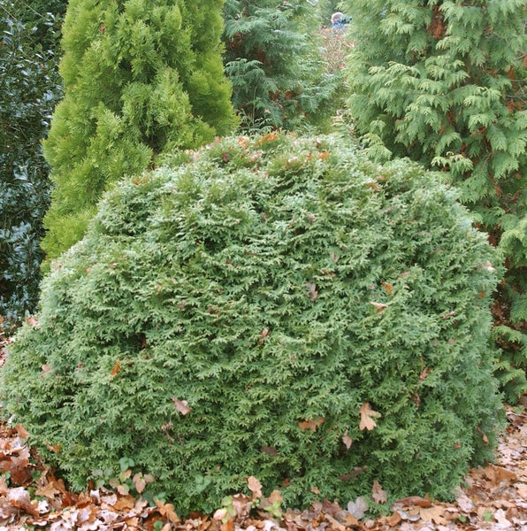 Kugelthuja im Garten mit herabgefallenen Blättern
