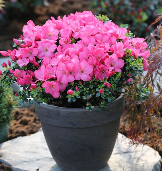 Azalee mit rosa Blüten im Topf