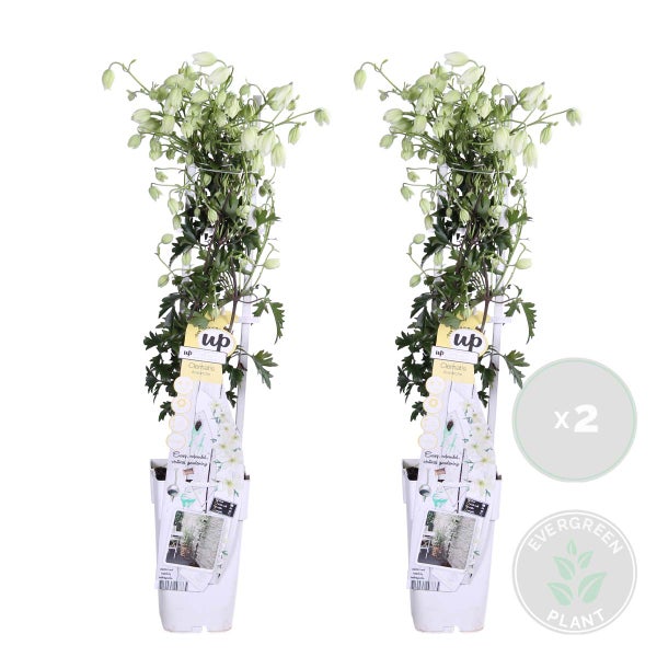 Bloomique - 2er-Set - Clematis Avalanche - Großblütige Waldrebe - Weiß - Kletterpflanzen - Gartenpflanzen - Winterhart - Immergrün - 50-70 cm Hoch - Topf 15 cm