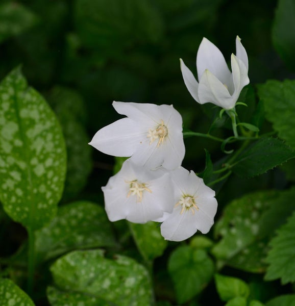 Glockenblumen mit weißen Blüten und grünen Blättern