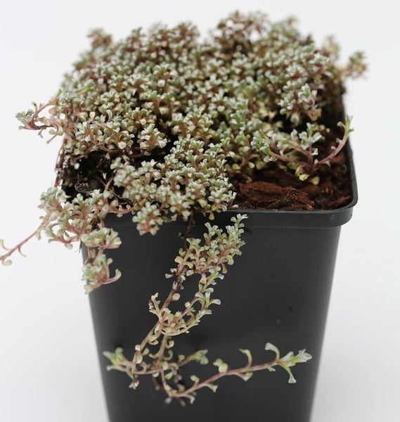 Kriechspindel im schwarzen Topf