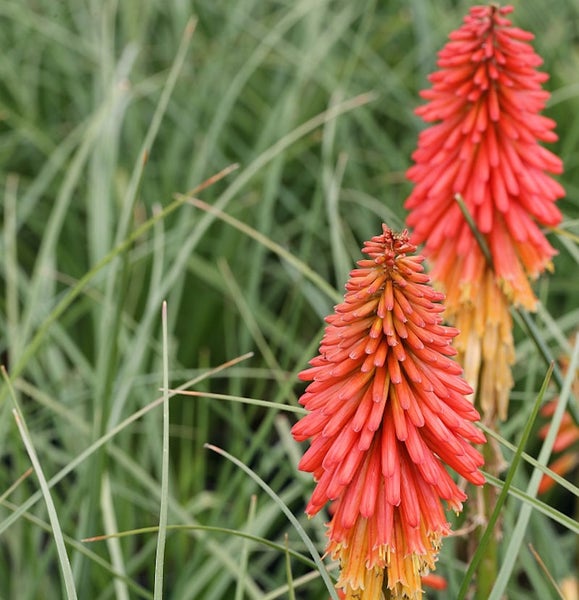Fackellilien im Gartenbeet