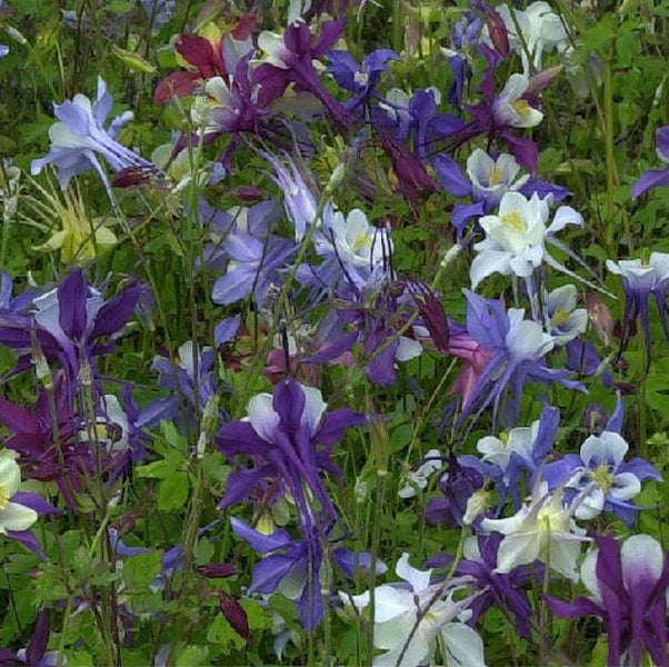 Feld mit Akelei-Blumen in verschiedenen Farben