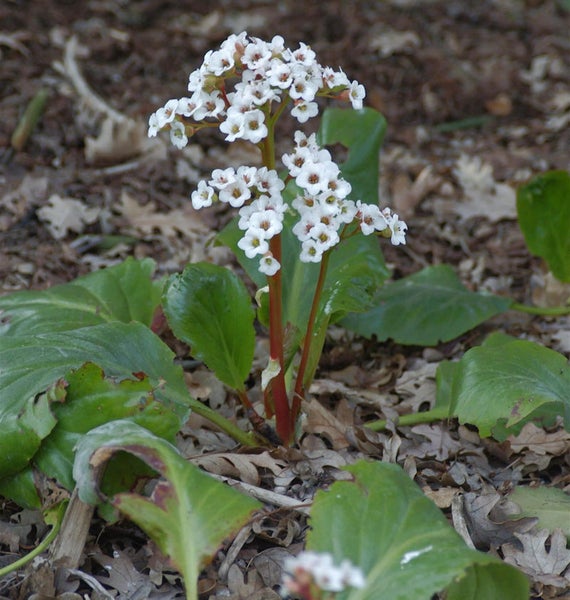Blüte der Bergenie im Gartenbeet