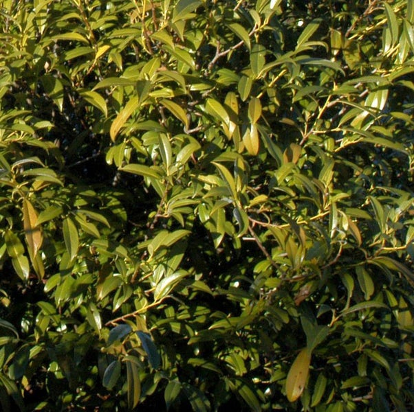 Nahaufnahme einer Lorbeerkirsche Hecke mit grünen Blättern.