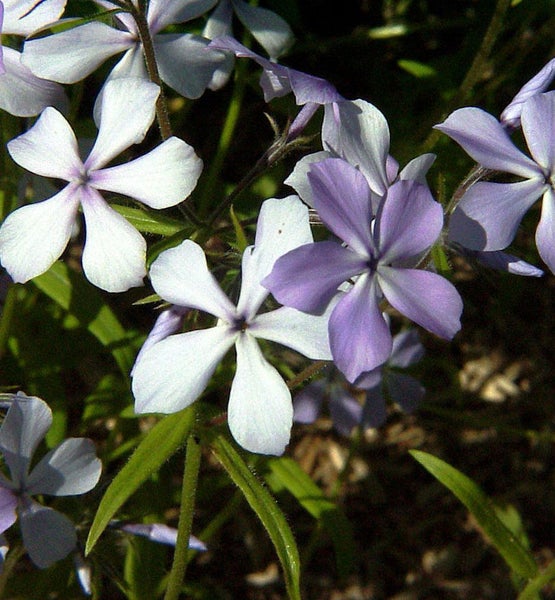 Nahaufnahme von Wald-Phlox-Blüten