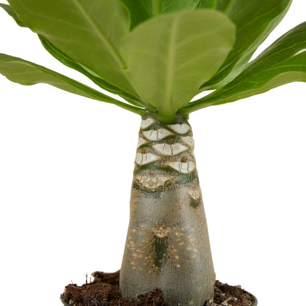 Bloomique – Brighamia Insignis – Hawaii-Palme – Zimmerpflanzen – Luftreinigend – Pflegeleicht – Topf 12 cm – 25–35 cm hoch