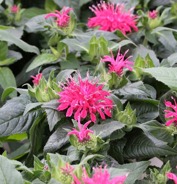 Nahaufnahme einer Gruppe von Monarda-Blumen mit Laub