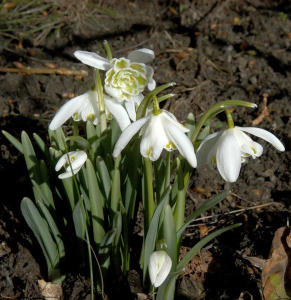 Blütenstand von Schneeglöckchen im Gartenbeet