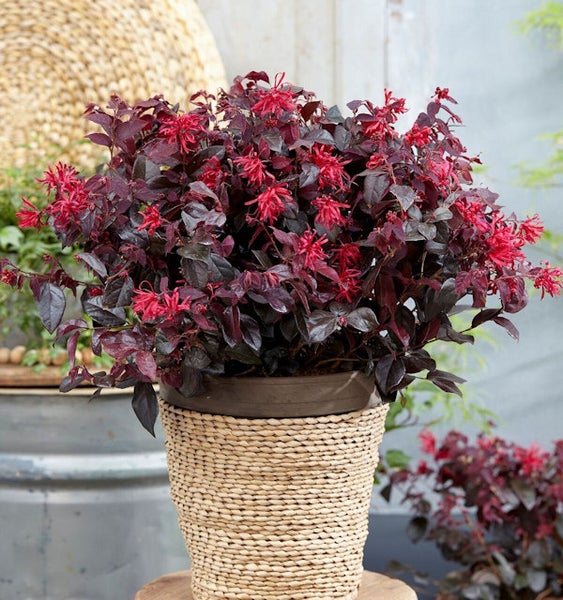 Chinesische Strauchweichsel in einem Dekotopf, rote Blüten und dunkle Blätter.