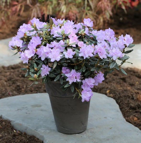Rhododendron in einem Topf mit lila Blüten