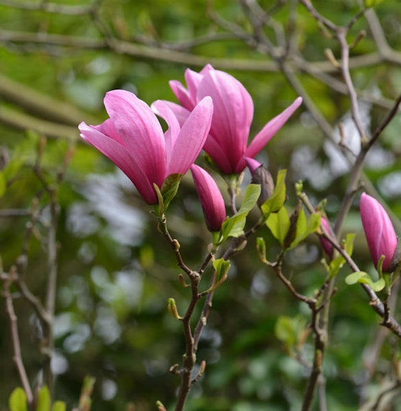 Magnolienbaum mit rosa Blütenknospen und Blüten