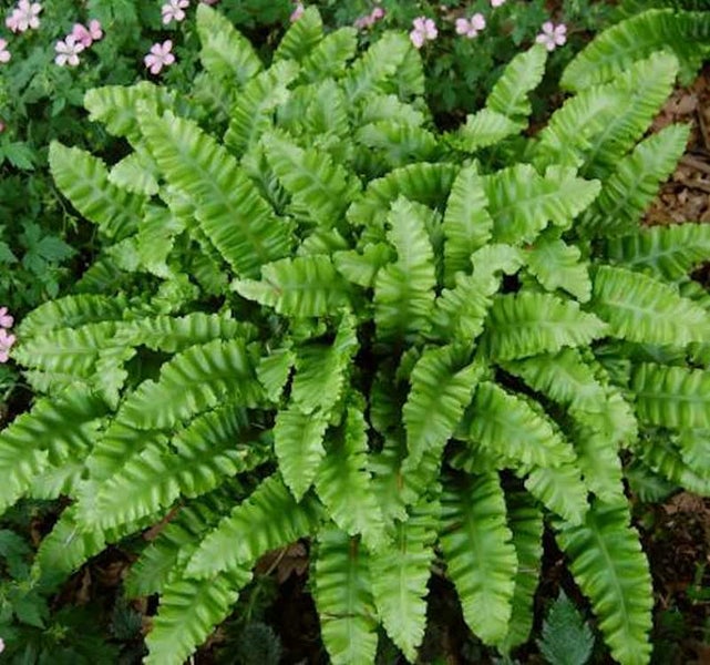 Kammfarn im Gartenbeet