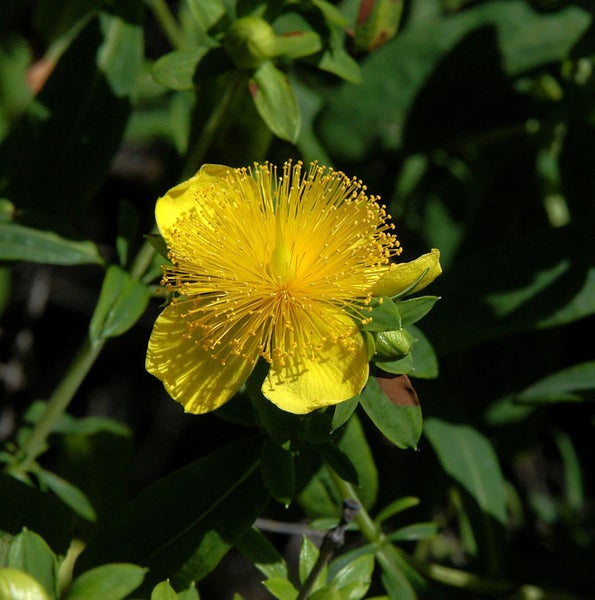 Gelbe Hypericum-Blüte mit Staubfäden und grünen Blättern