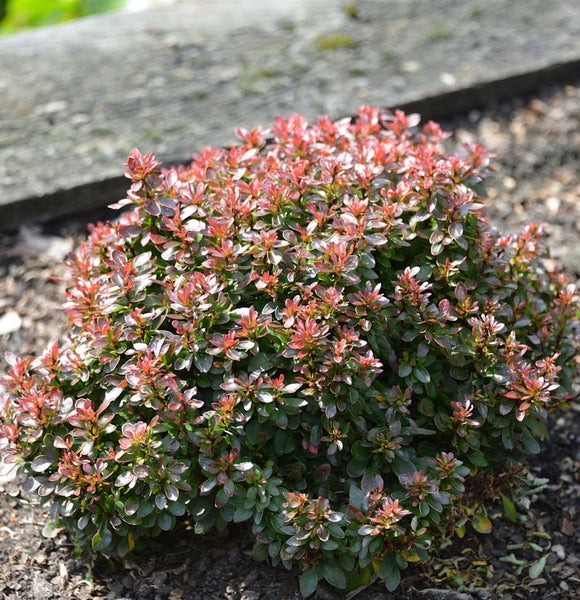 Kleiner Berberitzenstrauch mit roten Blättern im Gartenbeet