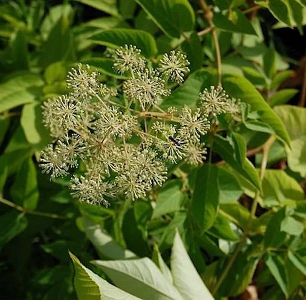 Blütenstand einer Aralie im Detail