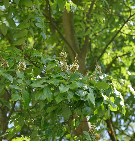 Blühender Baum mit grünen Blättern