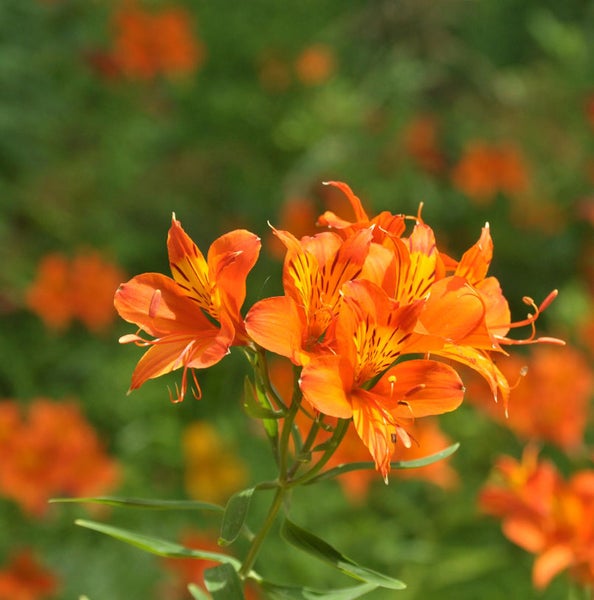 Nahaufnahme einer orangefarbenen Alstroemeria-Blume