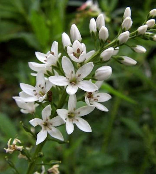 Blühende Traubenlilie im Garten