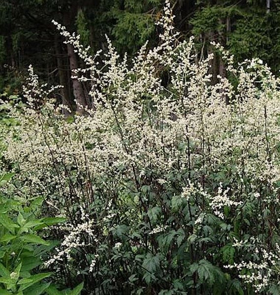 Darstellung einer Elfenbein-Wiesenraute Pflanze mit filigranen, weißen Blüten in voller Blüte.