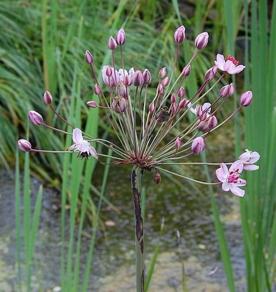 Blüte der Schwanenblume im Wasser