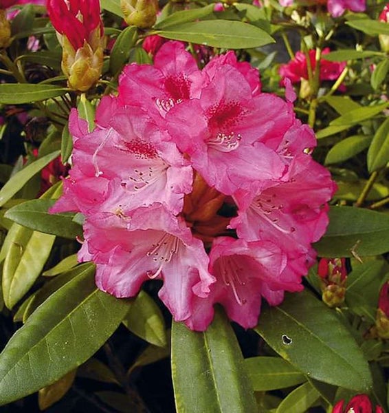 Nahaufnahme einer rosa Rhododendronblüte mit grünen Blättern.